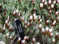 vignette Helichrysum retortoides