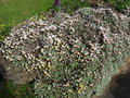 vignette Helichrysum retortoides