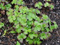 vignette Hepatica transsilvanica