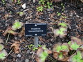 vignette Hepatica transsilvanica