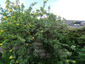 vignette Cytisus battandieri