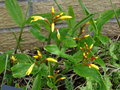 vignette Cautleya gracilis