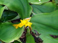 vignette Costus spectabilis