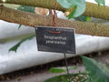 vignette Strophanthus petersianus