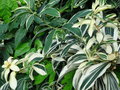 vignette Costus amazonicus 'variegata'