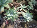 vignette Dudleya pulverulenta