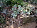 vignette Dudleya pulverulenta