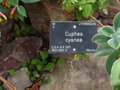 vignette Cuphea cyanea