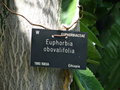 vignette Euphorbia obovalifolia