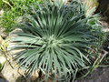 vignette Echium wildpretii