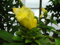 vignette Costus villosissimus