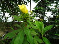 vignette Costus villosissimus