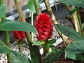 vignette Costus barbatus