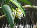 vignette Hoya multiflora