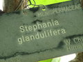 vignette Stephania glandulifera