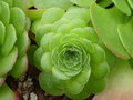 vignette Aeonium glandulosa