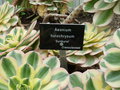 vignette Aeonium holochrysum 'Sunburst'