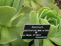 vignette Aeonium palmense