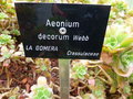 vignette Aeonium decorum