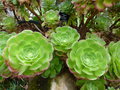 vignette Aeonium holochrysum 'Blushing Beauty'