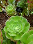 vignette Aeonium holochrysum 'Blushing Beauty'