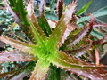 vignette Aloe dorotheae