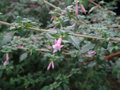 vignette Fuchsia microphylla