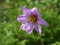 vignette Dahlia merckii