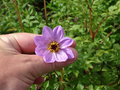 vignette Dahlia merckii