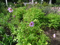 vignette Dahlia merckii