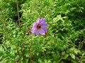 vignette Dahlia merckii