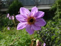 vignette Dahlia merckii