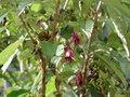 vignette Fuchsia excorticata