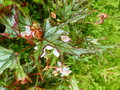 vignette Begonia sp.