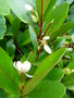 vignette Begonia loranthoides ssp. rhopalocarpa
