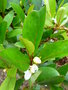 vignette Begonia loranthoides ssp. rhopalocarpa