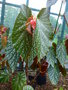 vignette Begonia Fountain of Youth