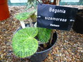 vignette Begonia sizemoreae