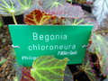 vignette Begonia chloroneura