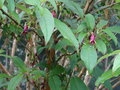 vignette Fuchsia excorticata