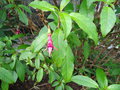 vignette Fuchsia excorticata