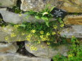 vignette Hippocrepis comosa 'ER Janes'