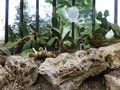 vignette Cactes: Opuntia microdasys