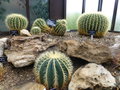 vignette Cactes : Echinocactus grusonii // Ferocactus glaucescens