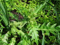 vignette Cirsium