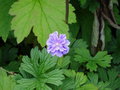 vignette Geranium himalayense 'Plenum'