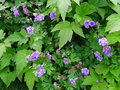 vignette Geranium himalayense 'Plenum'