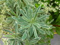 vignette Euphorbia characias 'Silver Swan'