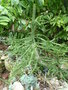 vignette Euphorbia grandidens