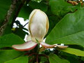 vignette Magnolia obovata